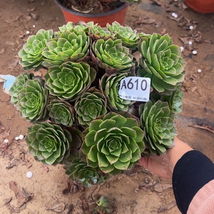 万拉丝多肉植物610.