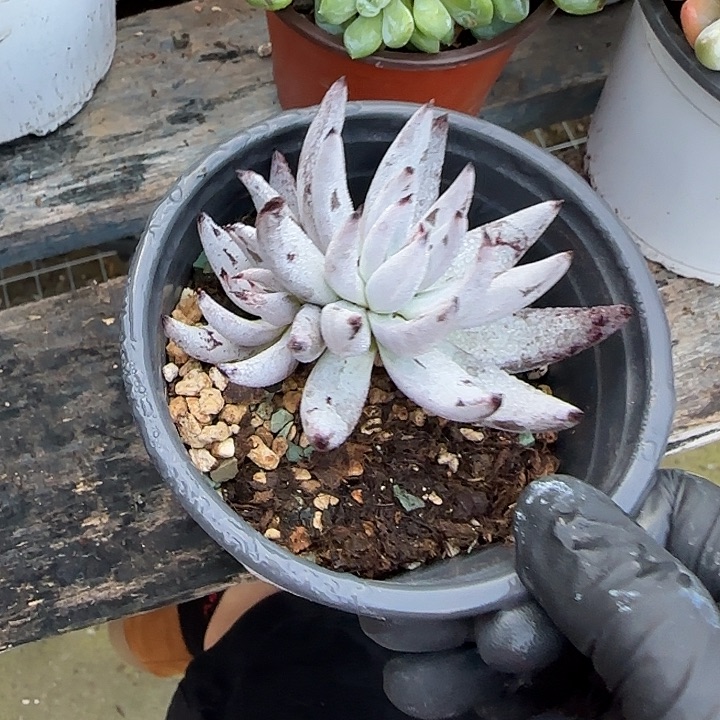 青蛙王子儿童牙膏套装11