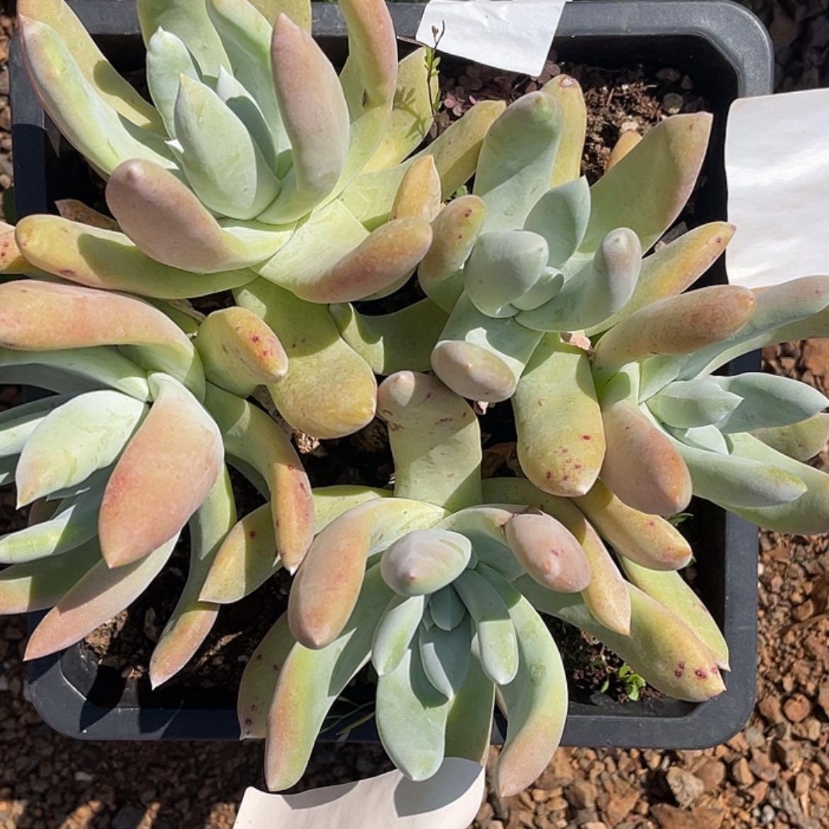 【闪购商品】红拇指老庄