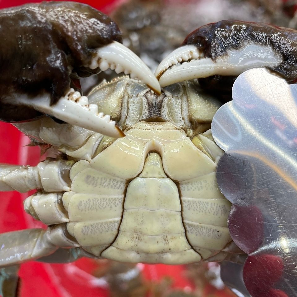 全公【活蟹】盘锦河蟹2-1.8两2斤/3斤