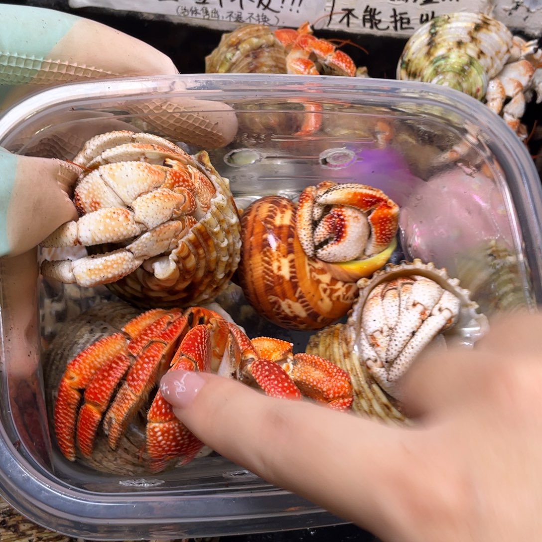 4只毛球寄居蟹专拍