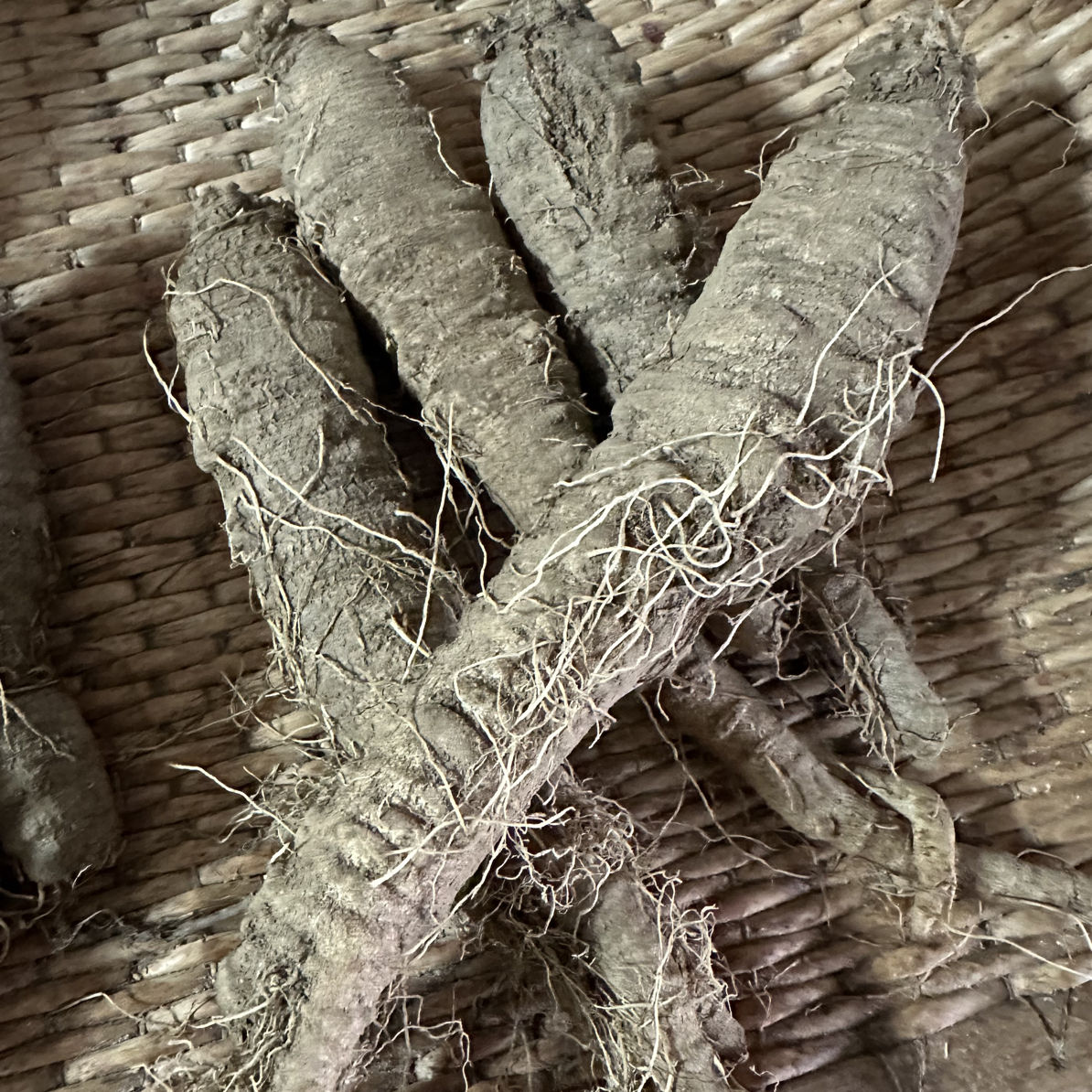 东北大山里轮叶党参 山胡萝卜 山海螺 山地瓜 羊乳