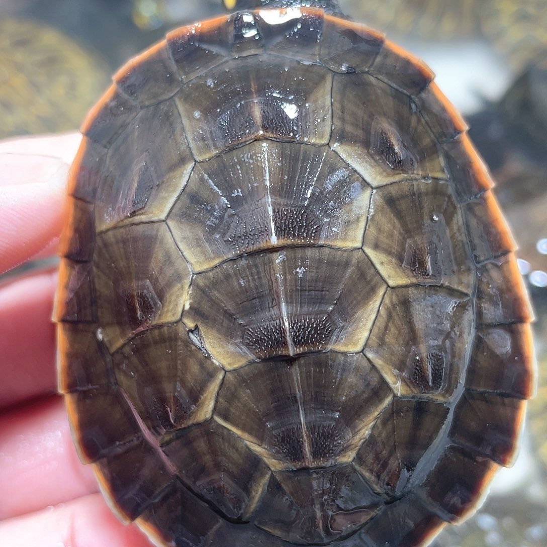 宠物龟不分公母7.2