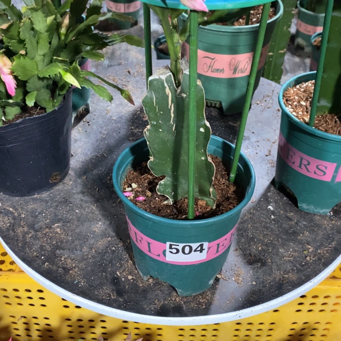 【闪购商品】完全开放用****5504嫁接068