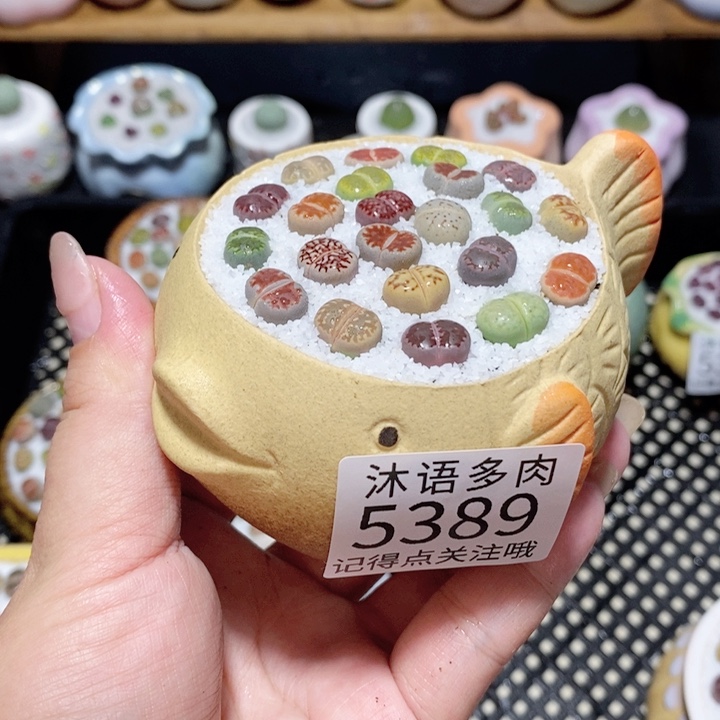 带盆土植物 一物一拍5389