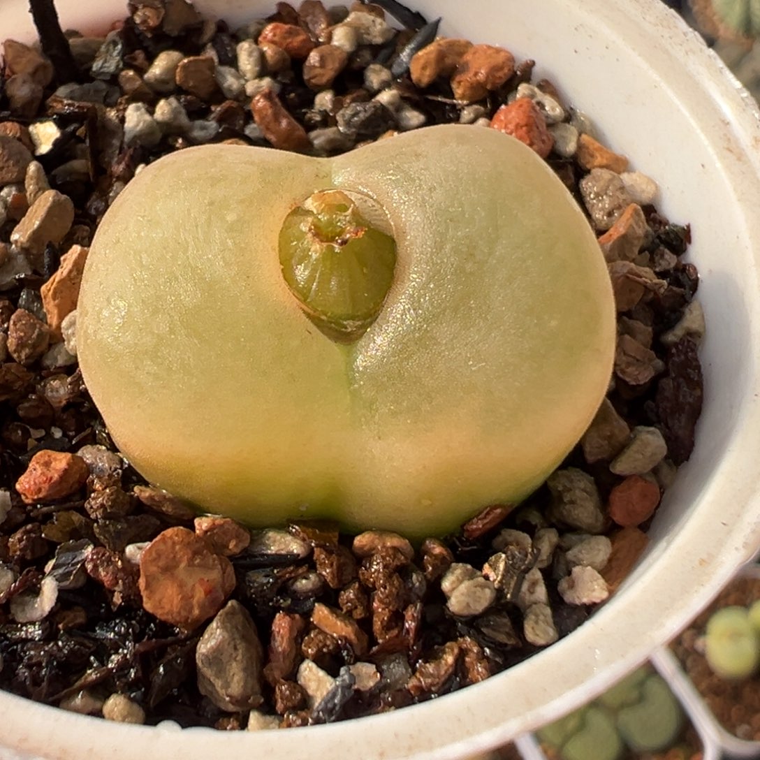 085多肉植物种类多样