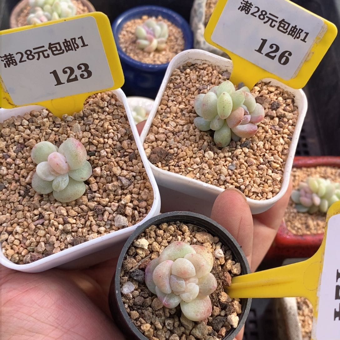 1123.126.124冰玉石化三个