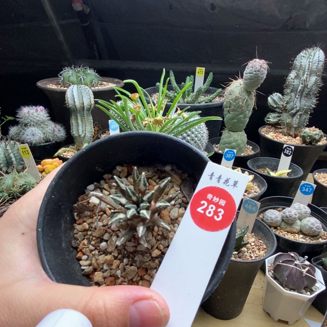 实生黑牡丹3.9cm一棵仙人球