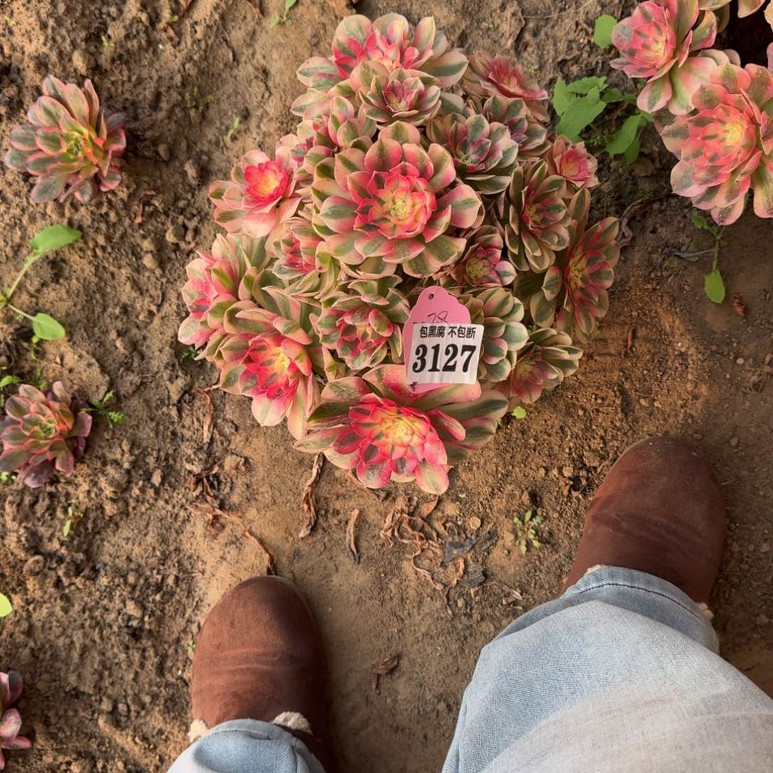 法师法师倾城20-38 3127