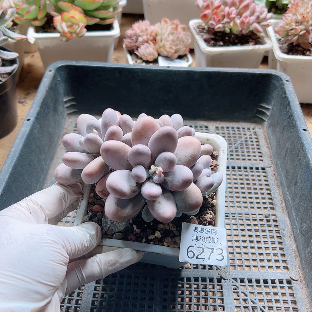 多肉一物一拍6273