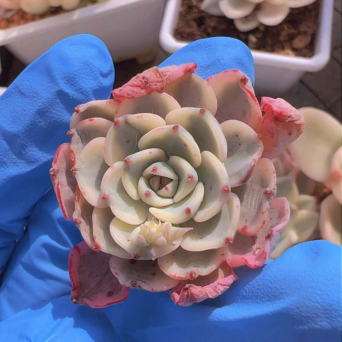 娜娜小勾锦，覆轮锦