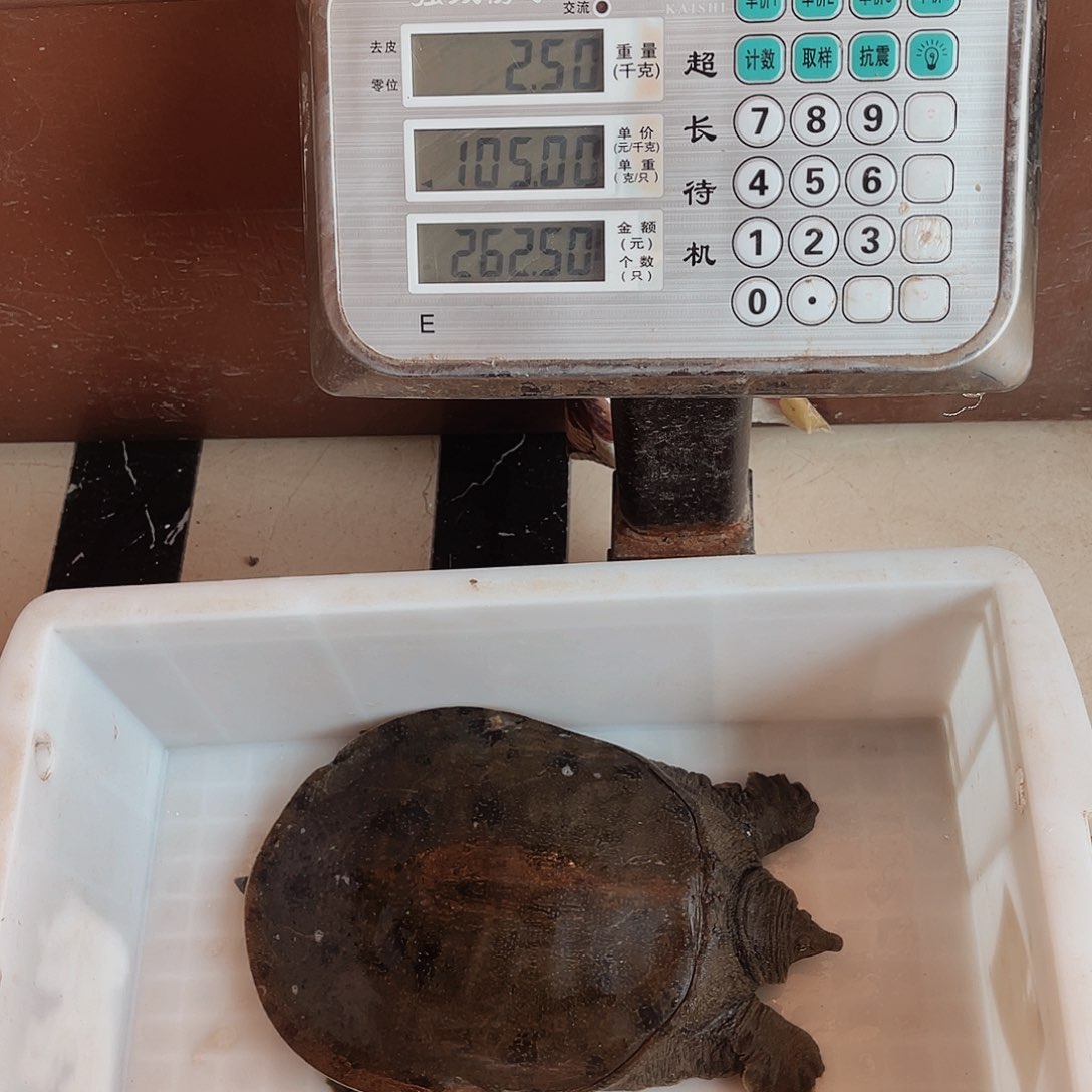 中国大陆野生甲鱼包邮包活