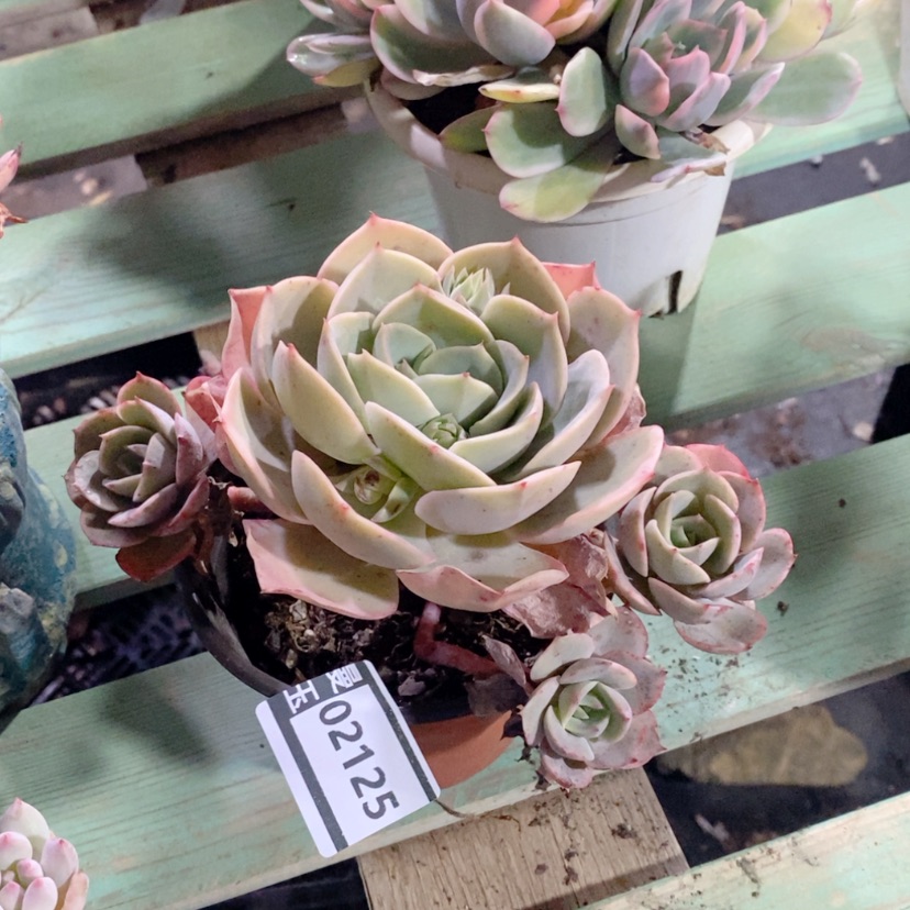 【闪购商品】蓝色苍鹭02125