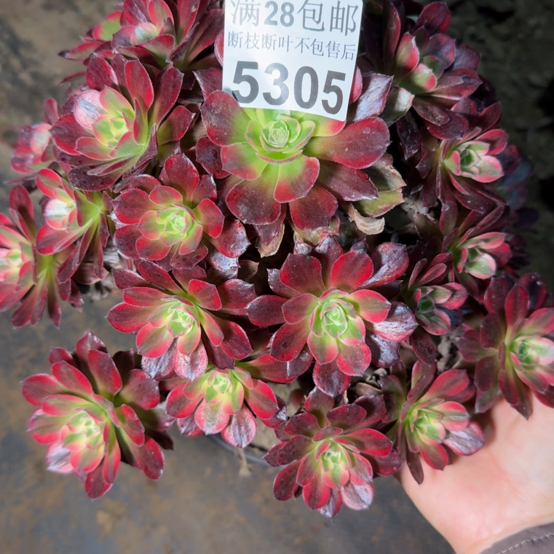 5305安娜多肉植物