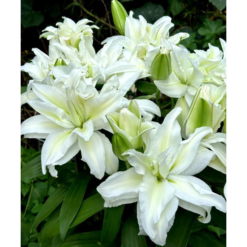 【养种大球】爱莎25+周长1个种球四季可种荷兰进口香水百合球重瓣室