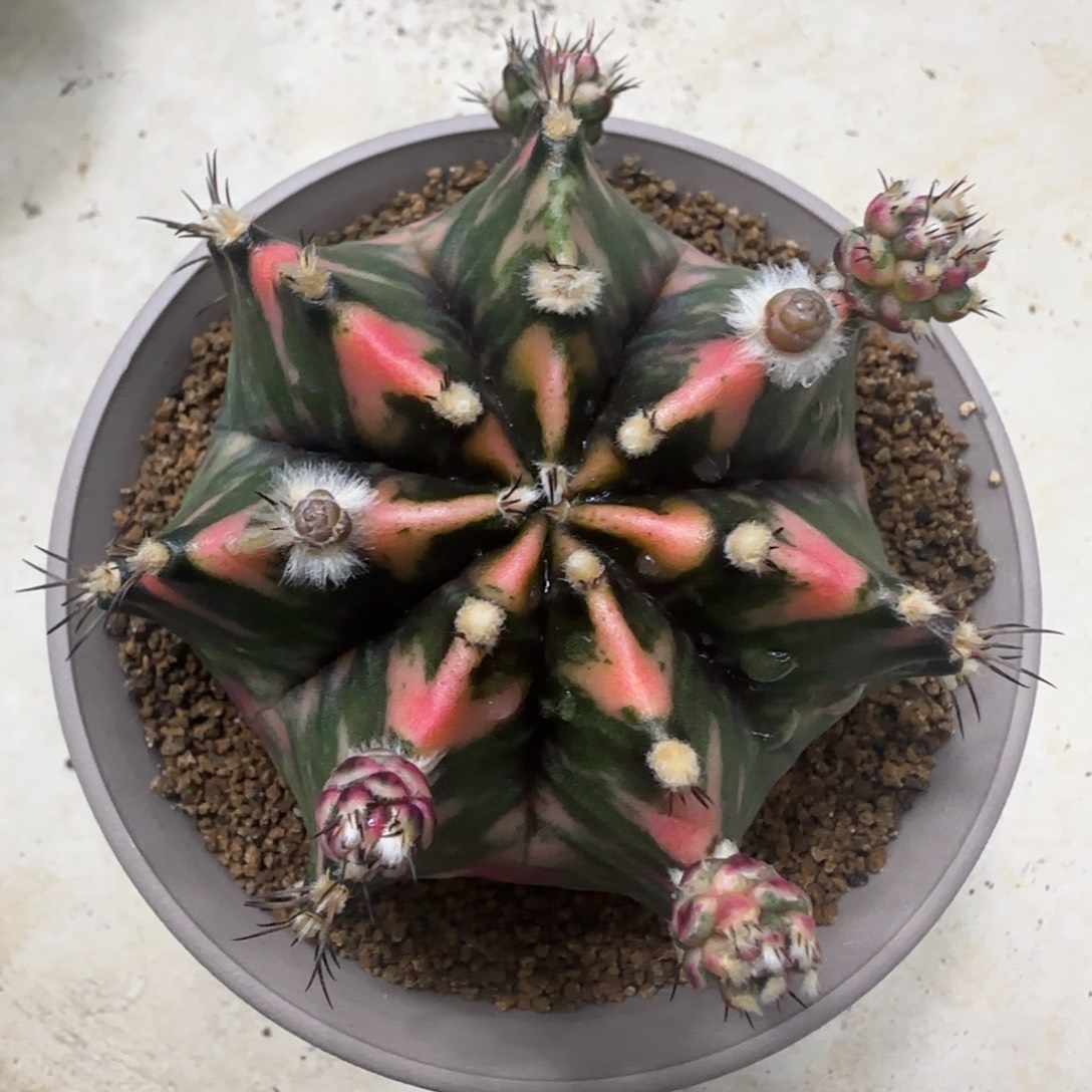 泰系实生米哈锦带盆土发货