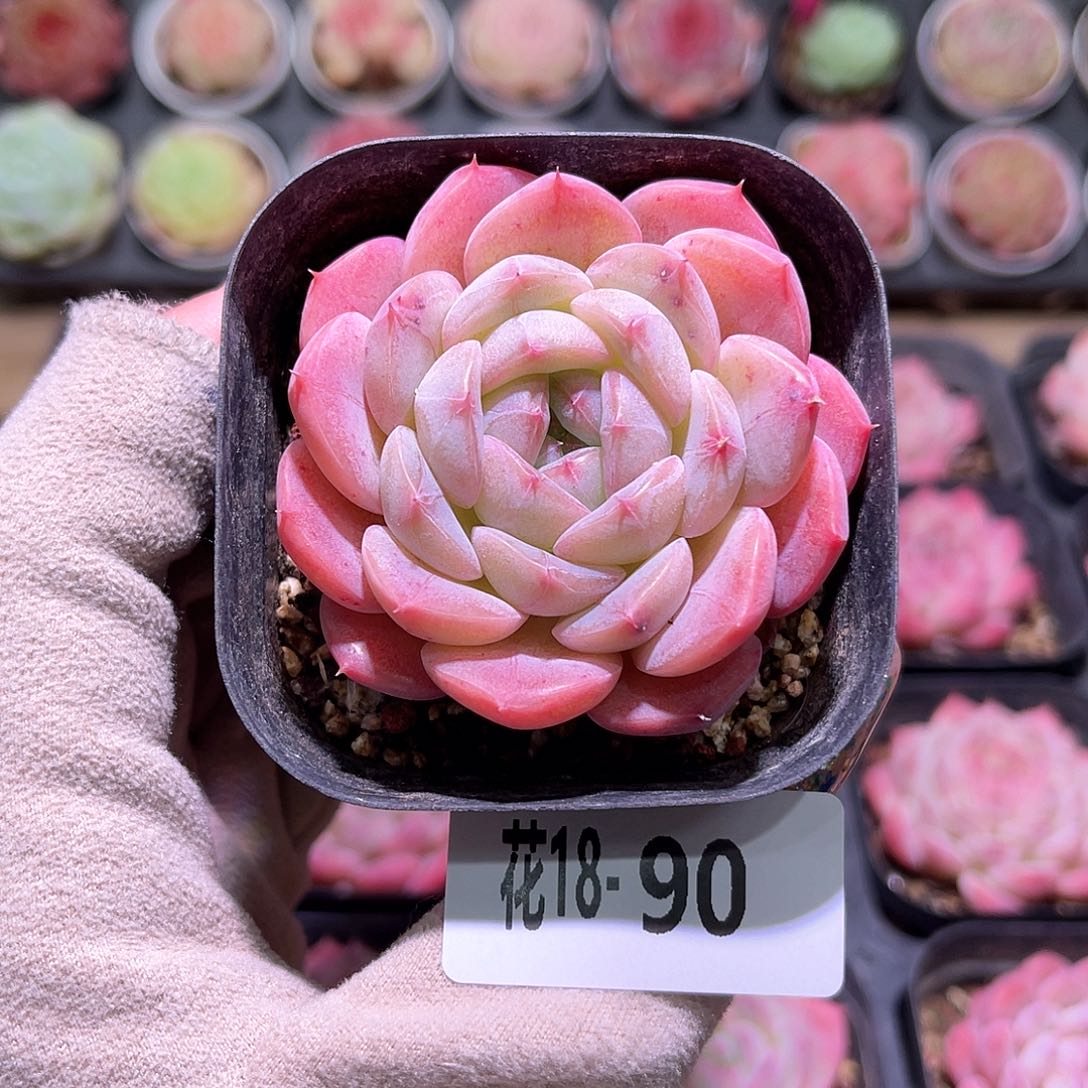 花利美18-90白桃汽水