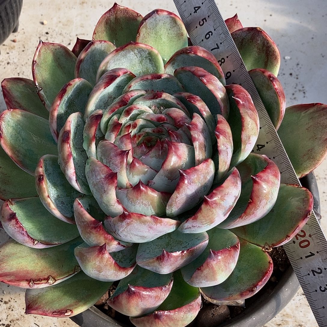 24 号一物一拍不退不换