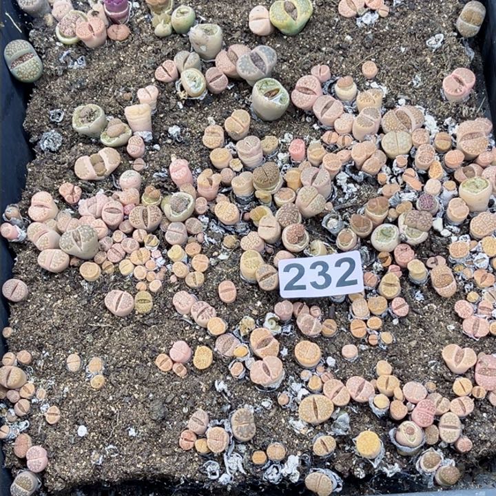 232 生石花一物一图如图带盆