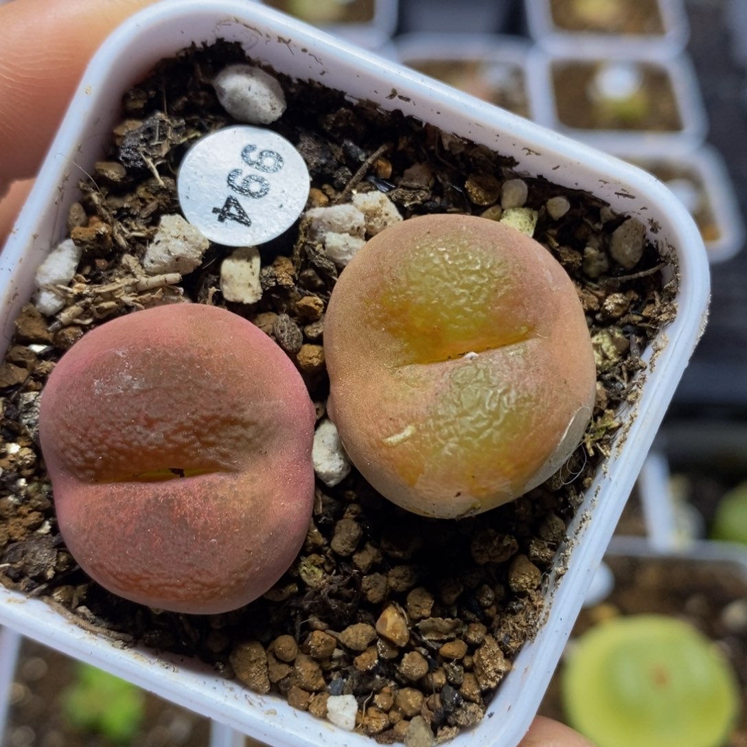 2.2-2.3cm多肉植物