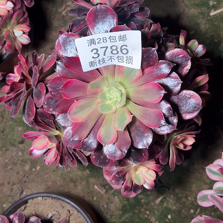 3786蛇毒美杜莎多肉植物