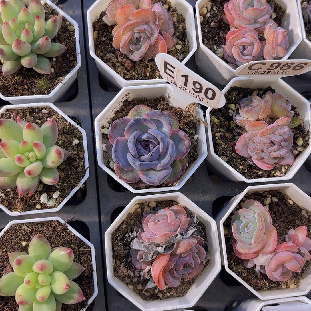 滟***菏E190黑橙一物语拍