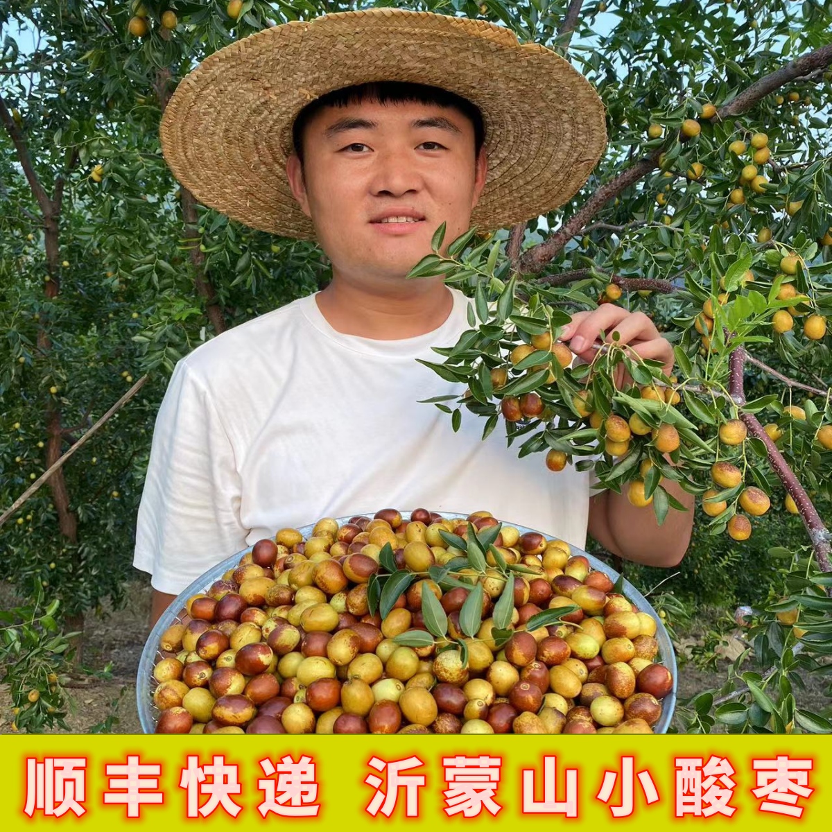 酸枣山枣沂蒙山山酸枣脆甜酸甜口新鲜现摘现发顺丰包邮