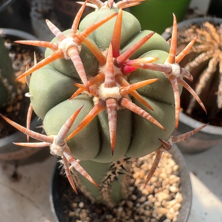 福利牛角刺平丸仙人球