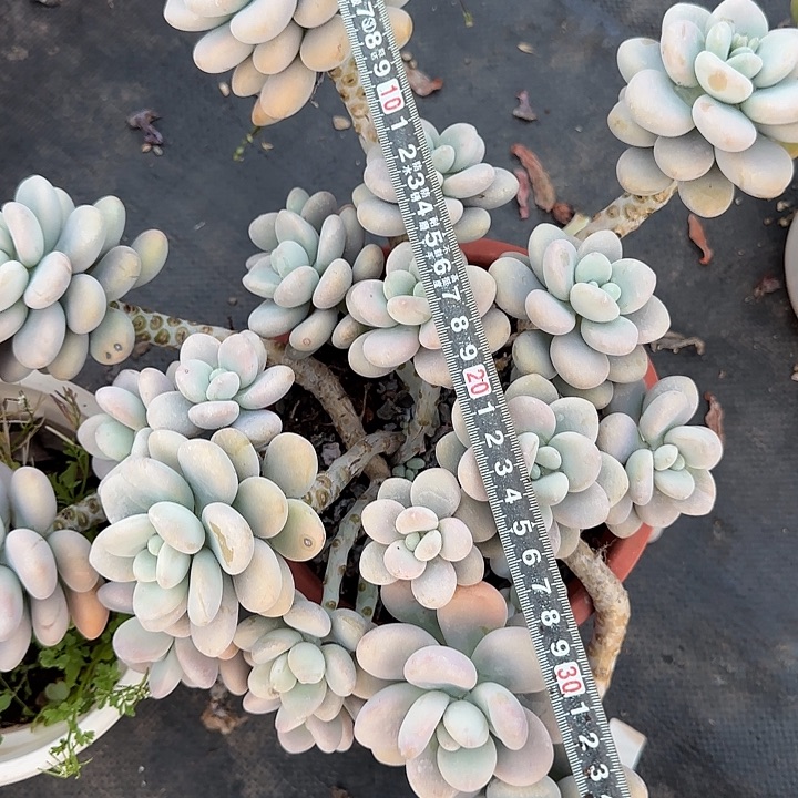 洛神843 多肉植物一物一拍