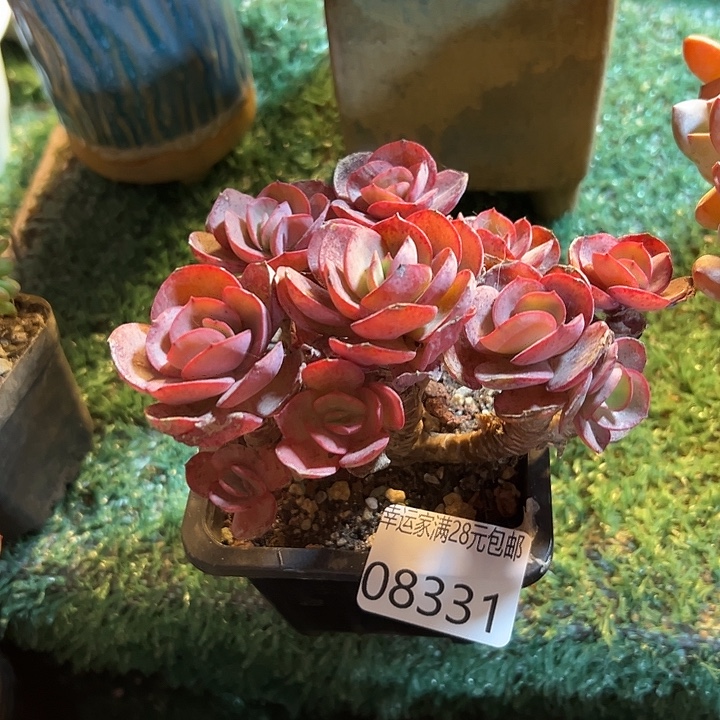 幸运的是我没有幸运