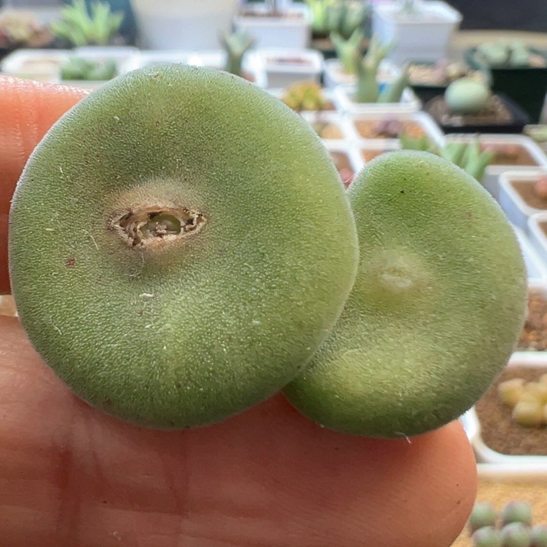 毛饼切头 肉锥植物