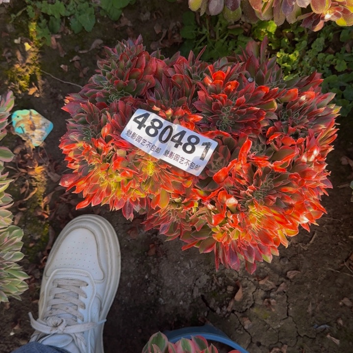 女神花29-27包邮花花