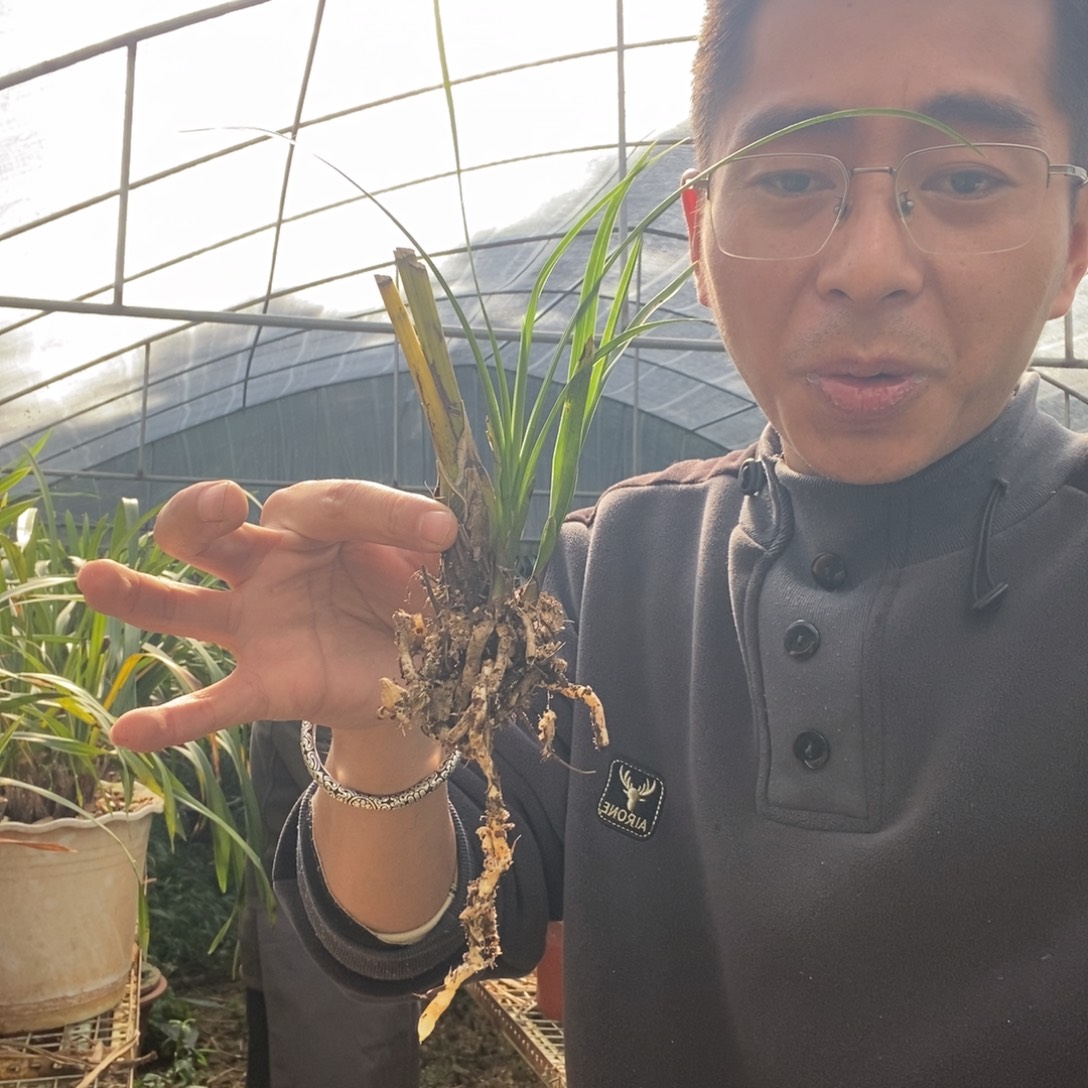 完全开放10红花金丝