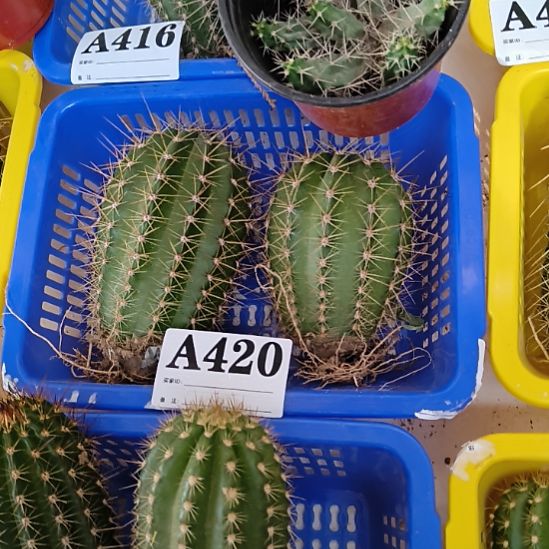 当前无花栽培后可以开花420
