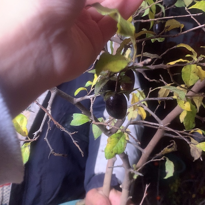 无花朵老鸦黑锅黑果