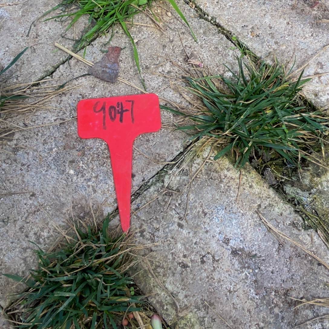 x***i9047上午多肉植物群生