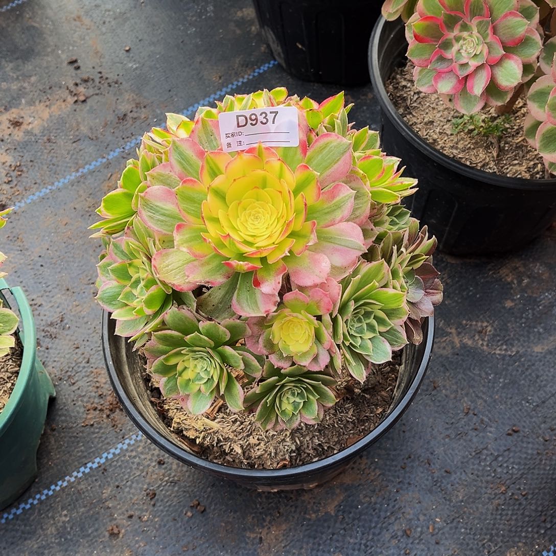 完全开放多肉植物937海鲜法师