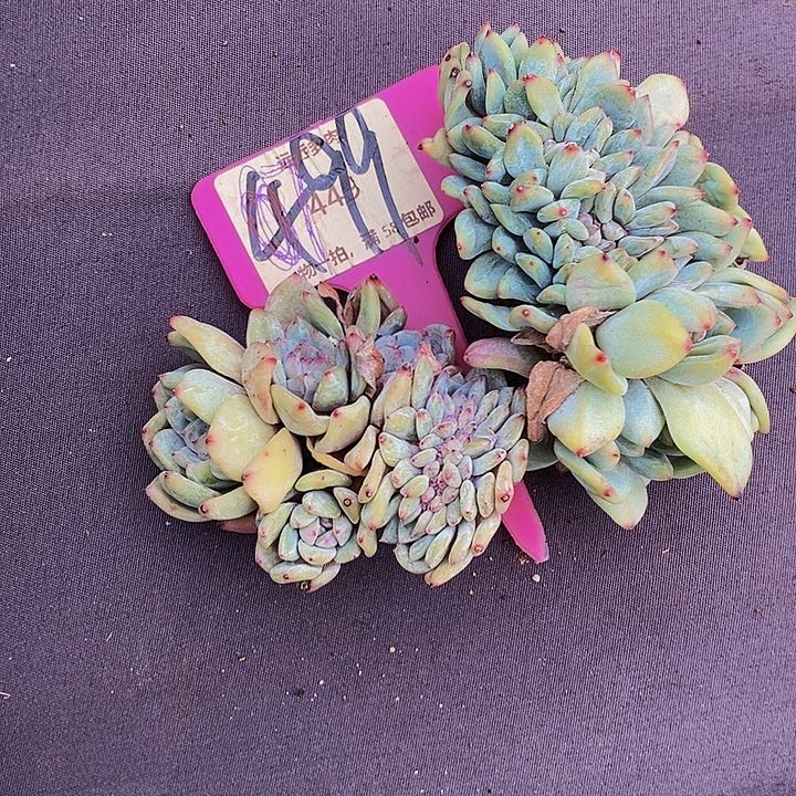 499橙子缀2颗肉肉肉肉肉