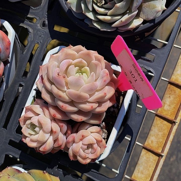 301肉肉肉肉肉肉肉肉