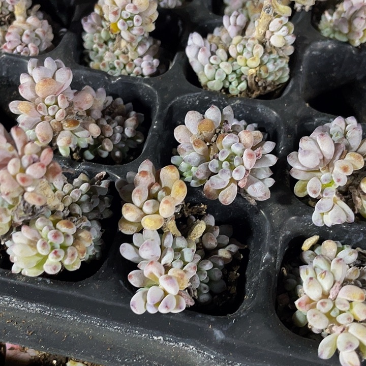 小兰豆1元带土发货