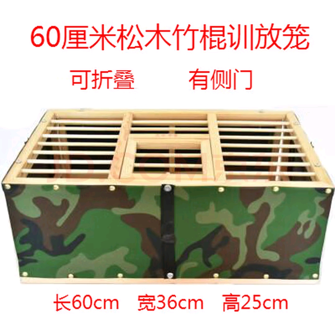 高飞鸽子直播间选