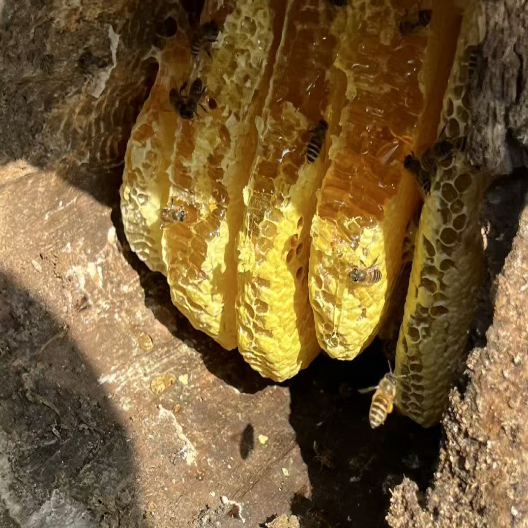 （压榨蜜，500g瓶）悬崖村野生土蜂蜜现取现