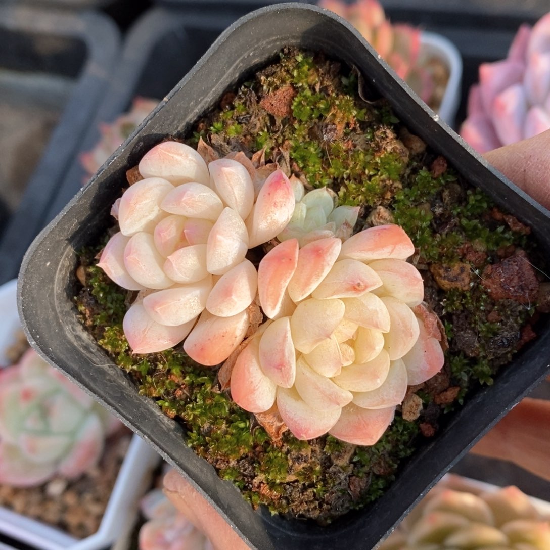 精品多肉一物一拍不包整12