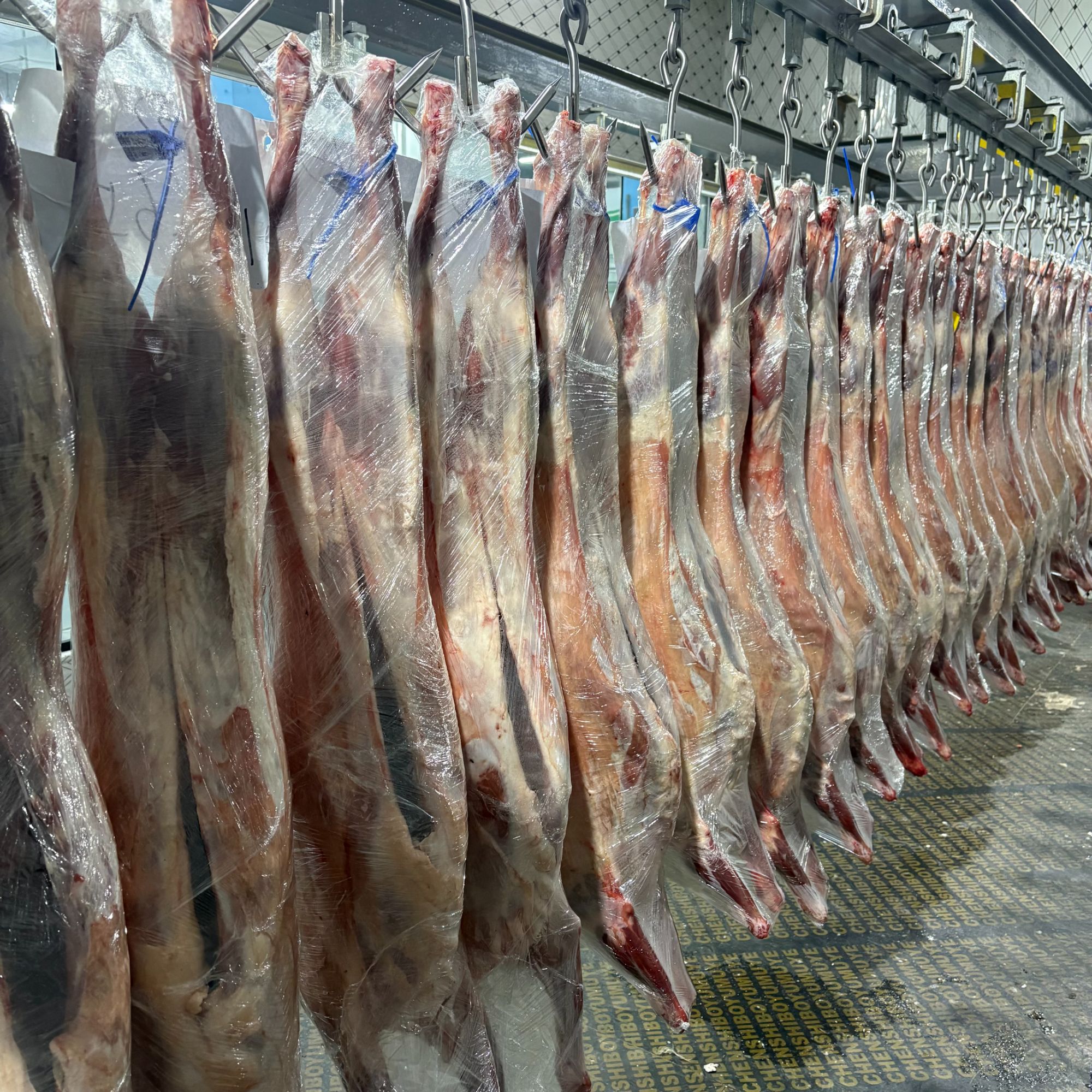 【全国】正宗新疆塔城羊娃子【免费分割丨真空包装丨顺丰包邮】