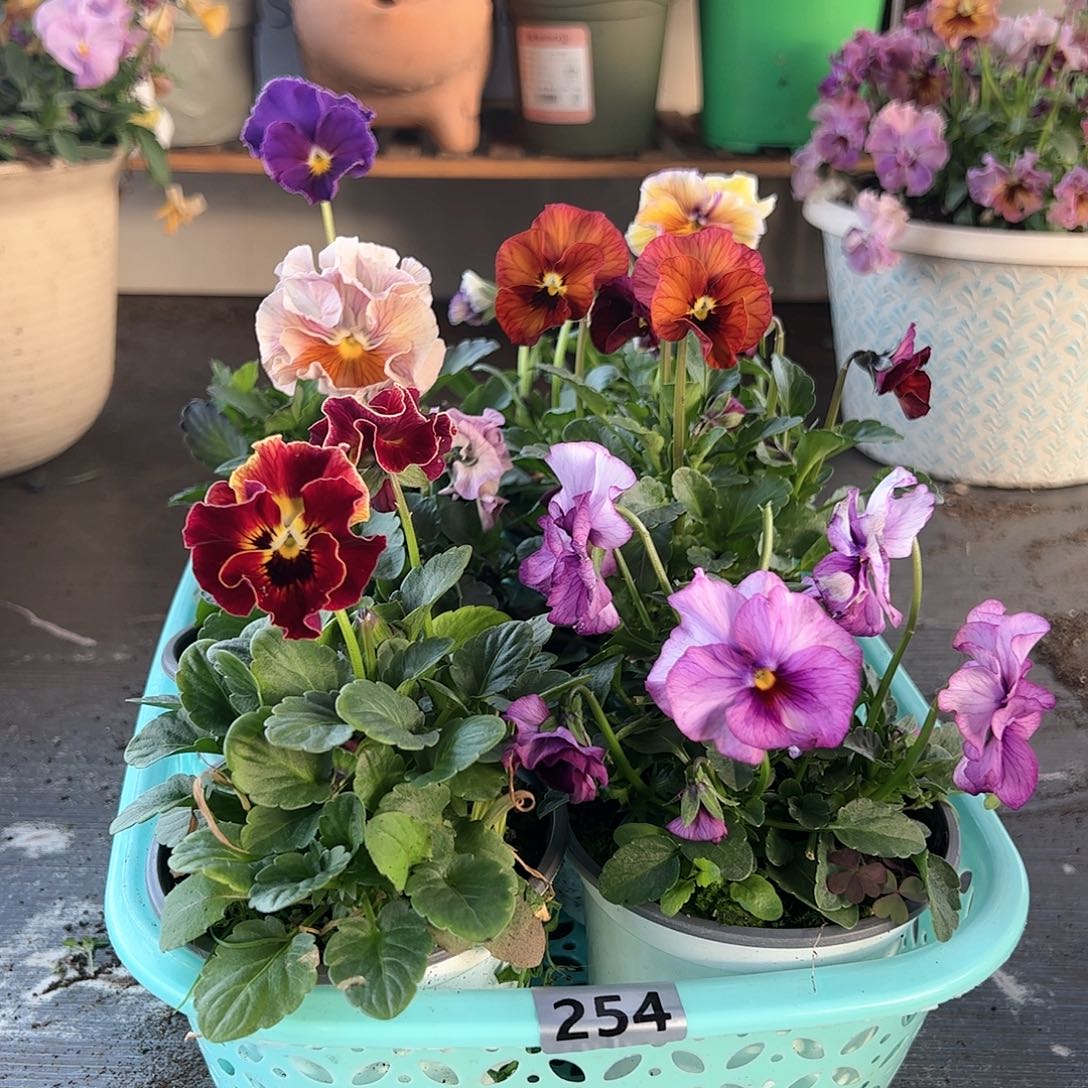 【闪购商品】254号