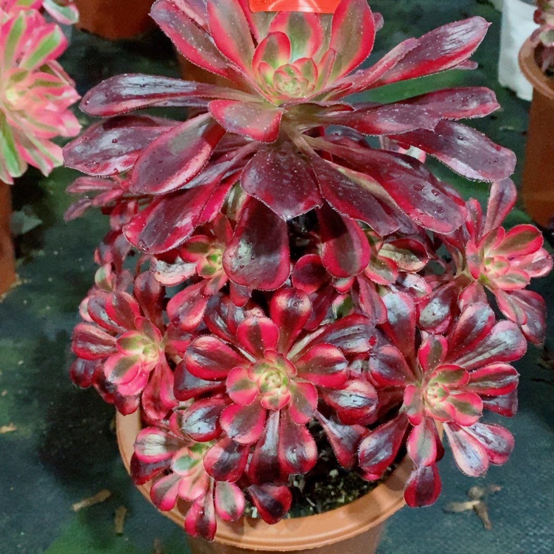 丽娜833多肉1111111