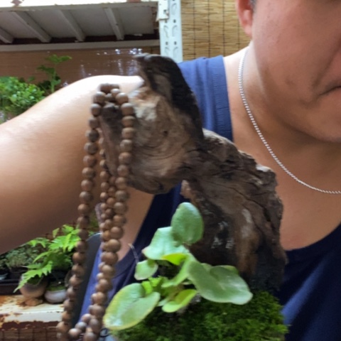 红陶梅****一物一拍所见即所得75