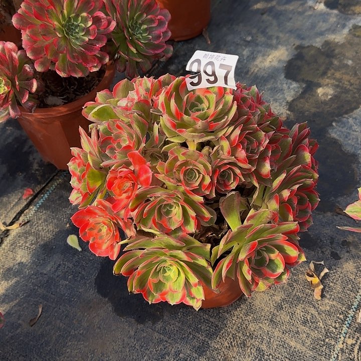 00000000000000997女郎