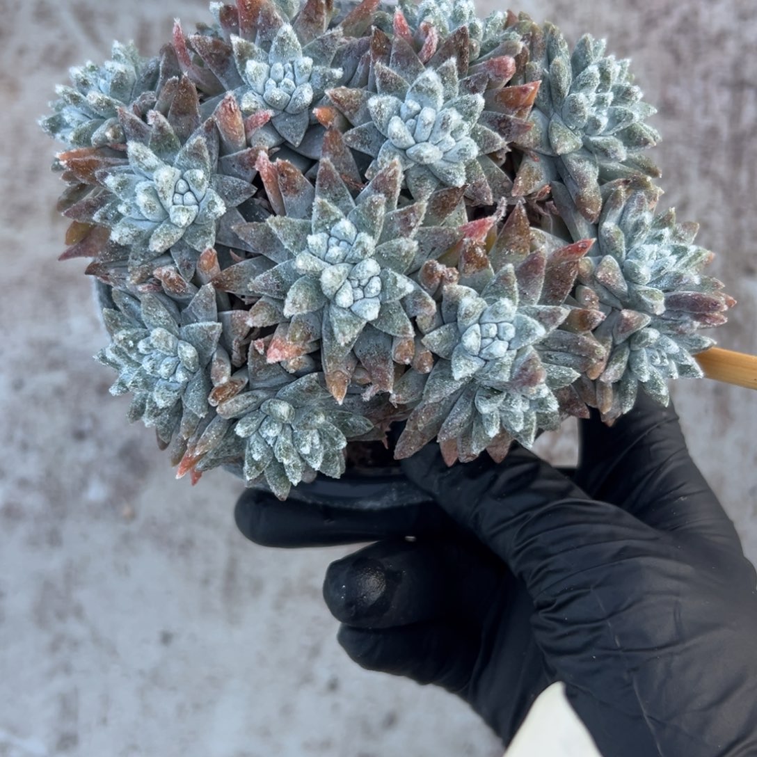 大脸白菊～整桩无坎1055