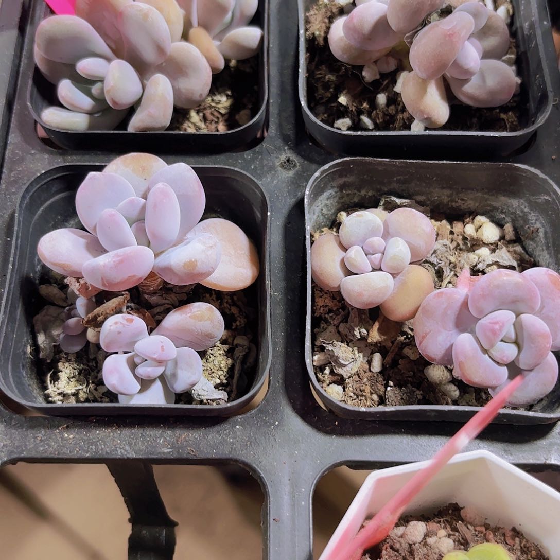 精品老庄粉兔多肉植物